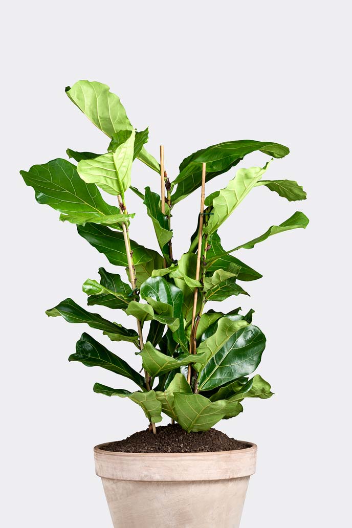 Ficus Lyrata in pot