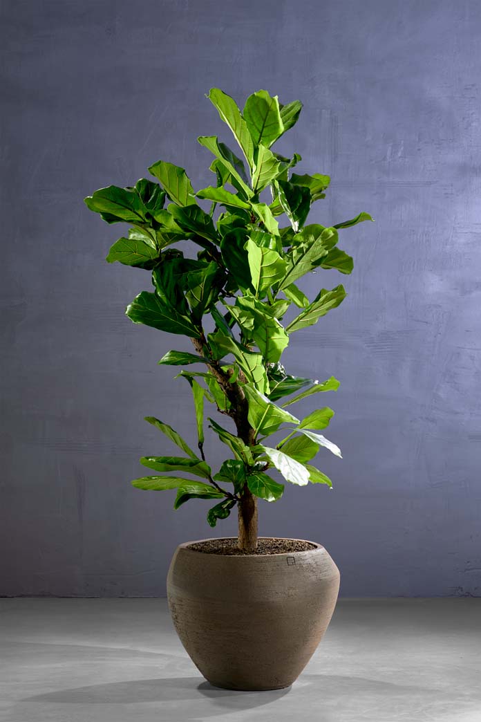 Ficus Lyrata op stam in Atelier Vierkant pot