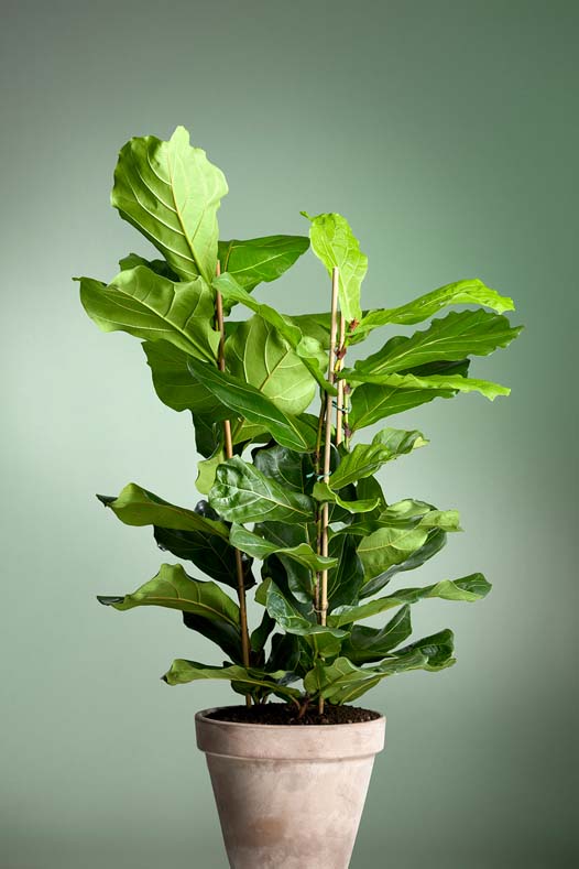Ficus Lyrata kopen