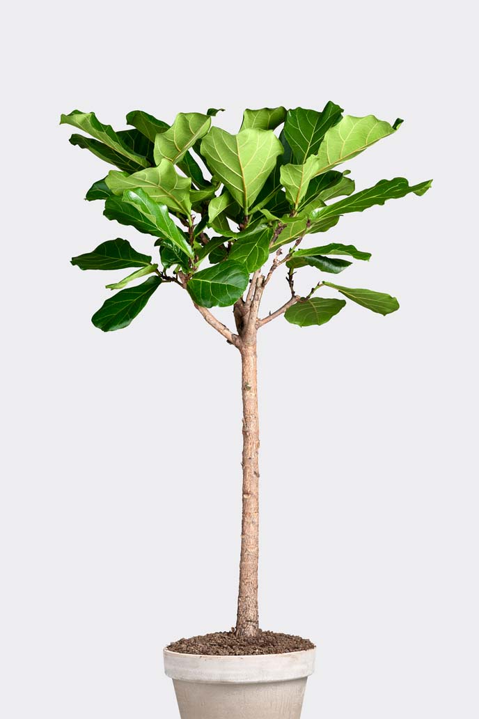 Ficus Lyrata op stam in pot