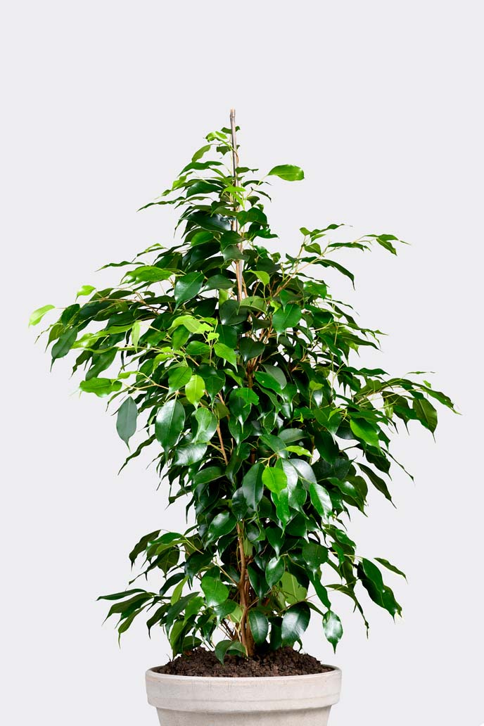 Ficus Benjamina in pot
