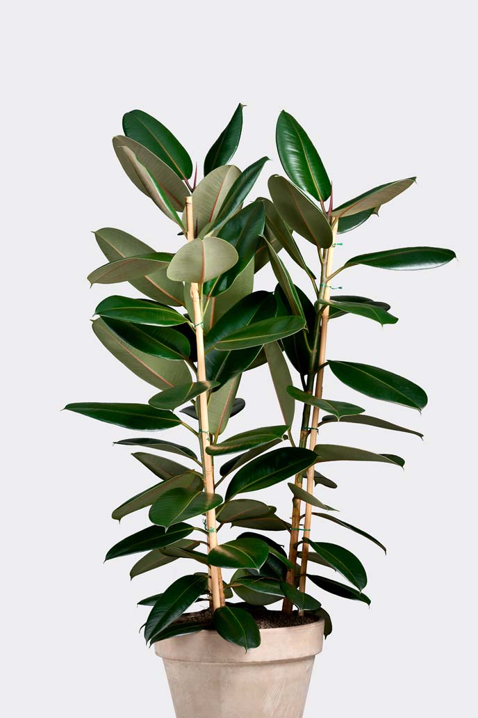 Ficus Robusta in pot