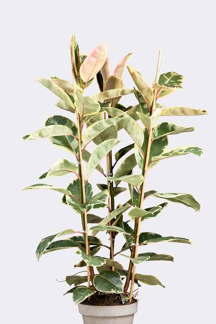 Ficus Elastica Tineke in pot