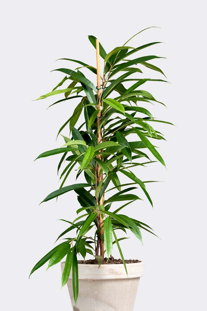 Ficus Alii in pot