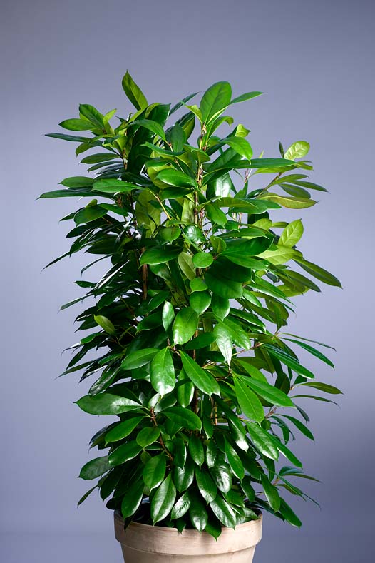 Ficus Cyathistipula kopen