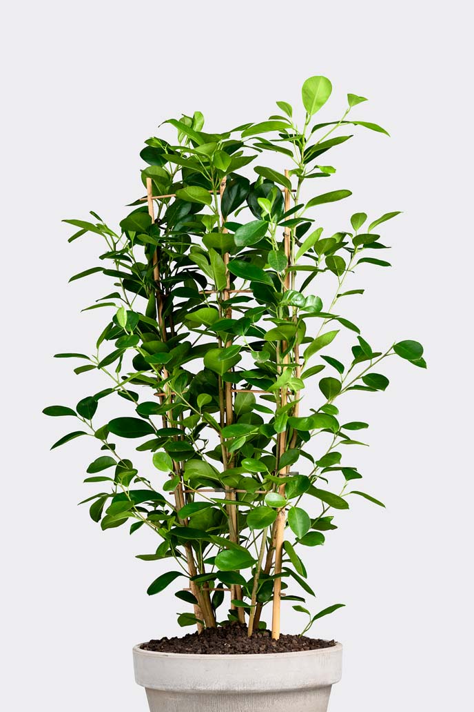 Ficus Microcarpa Moclame in pot