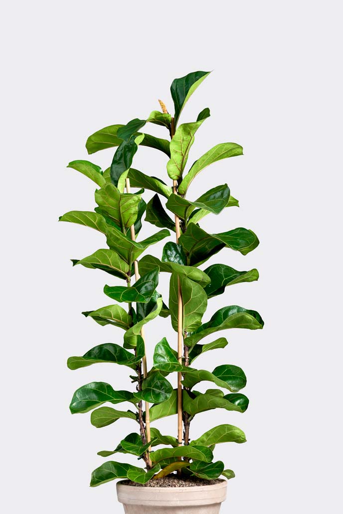 Ficus Lyrata Bambino in pot