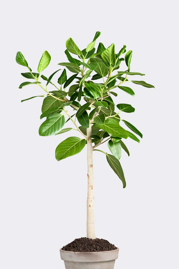 Ficus Benghalensis Audrey in pot