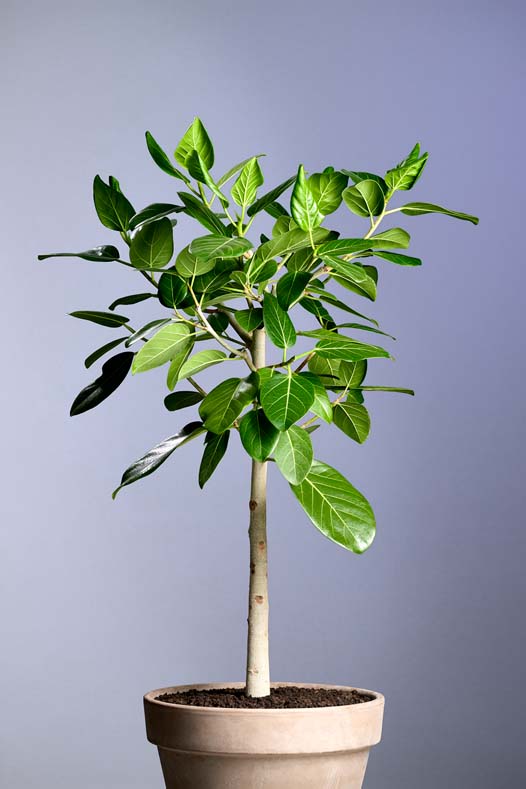 Ficus Benghalensis Audrey
