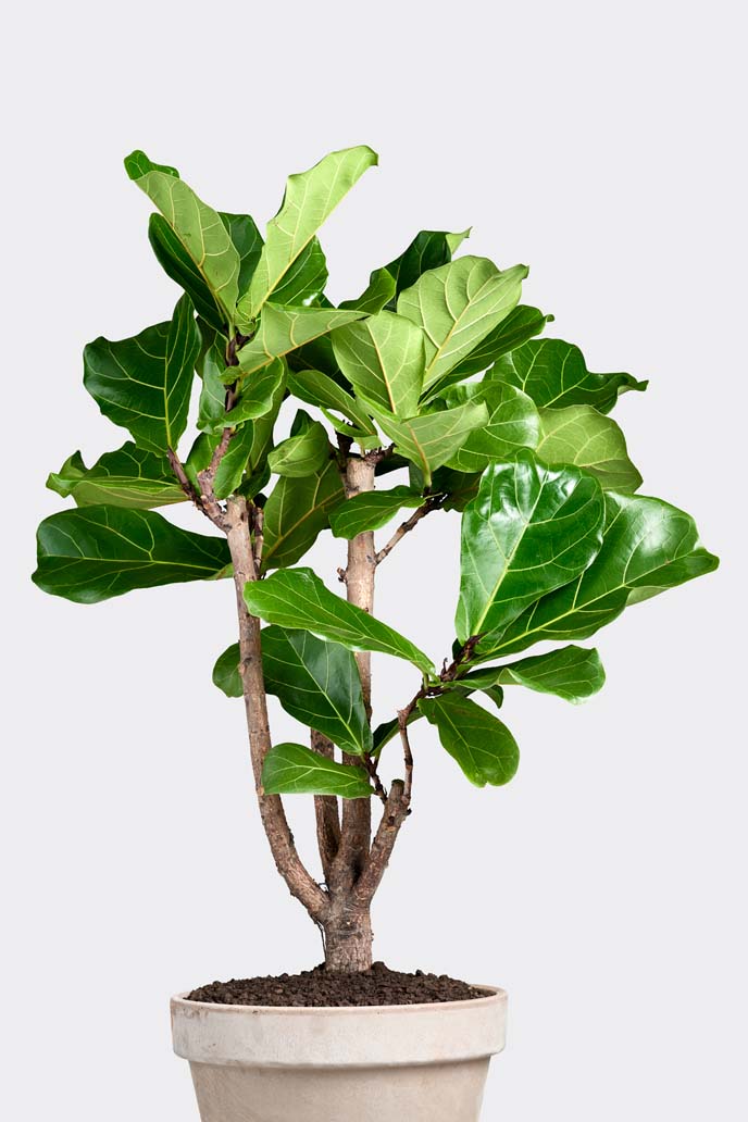Ficus Lyrata Vertakt in pot