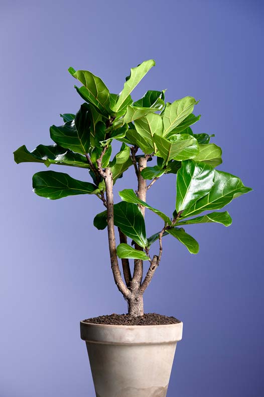 Ficus Lyrata Vertakt