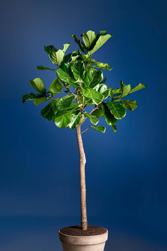 Ficus Lyrata Boom