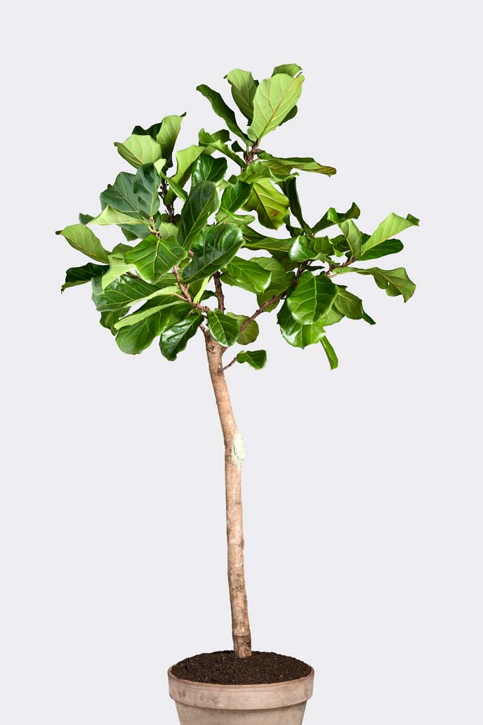 Ficus Lyrata Boom in pot