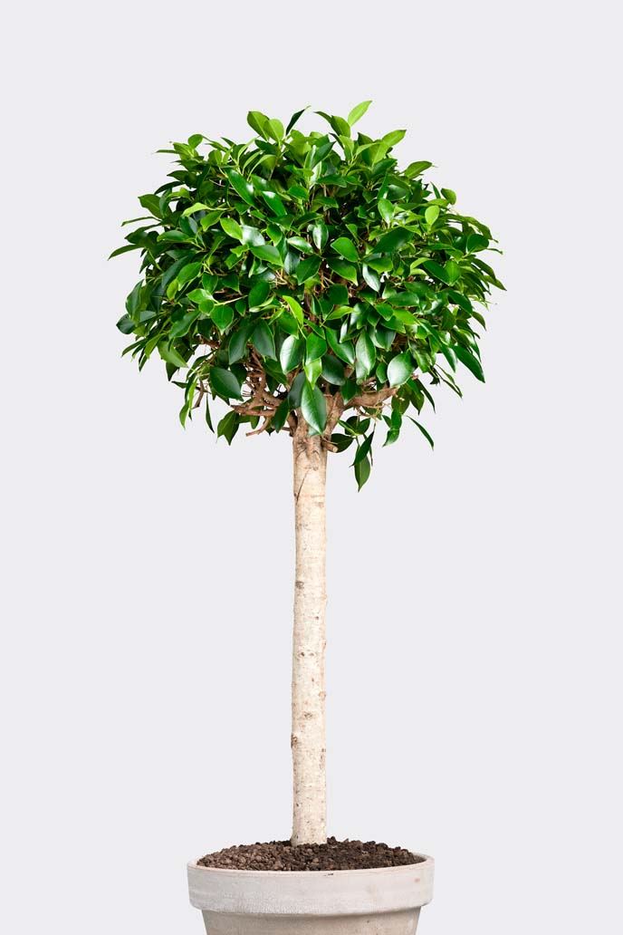 Ficus Nitida in pot