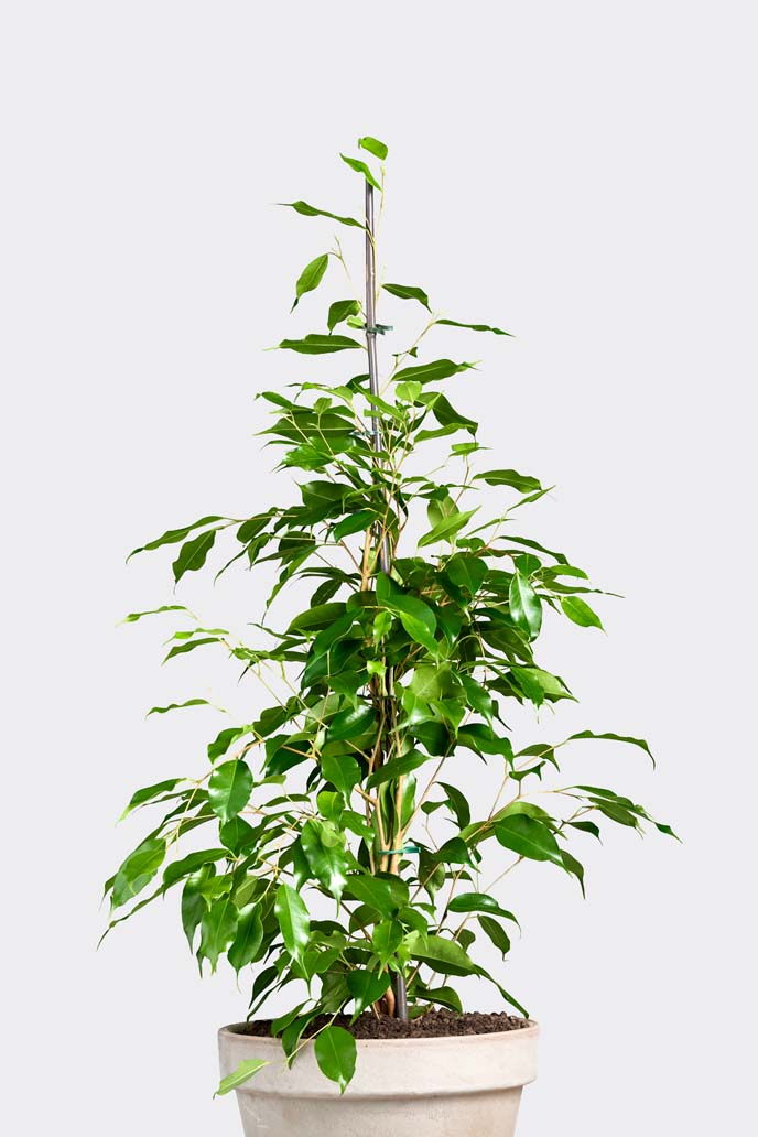 Ficus Danielle in pot