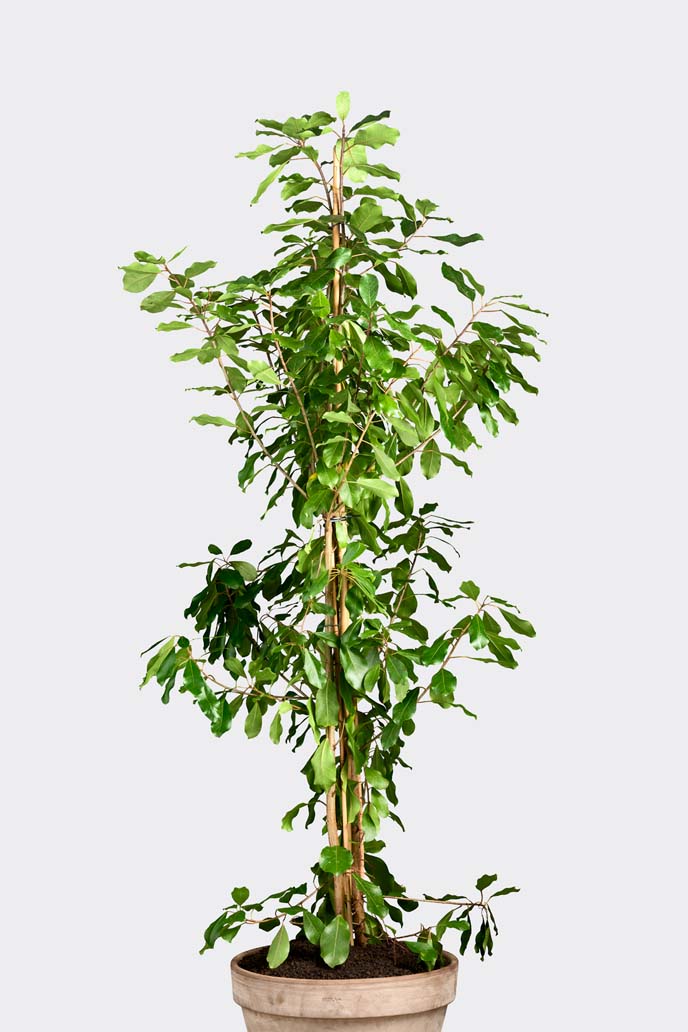 Ficus Deltoidea in pot
