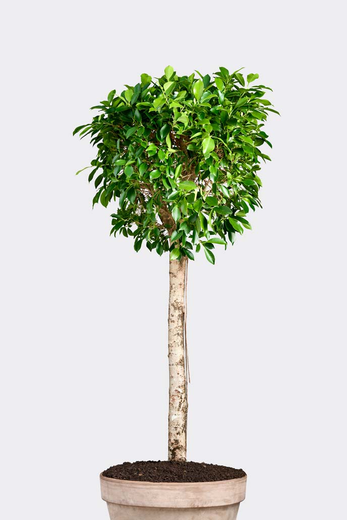 Ficus Benjamina Columnar in pot