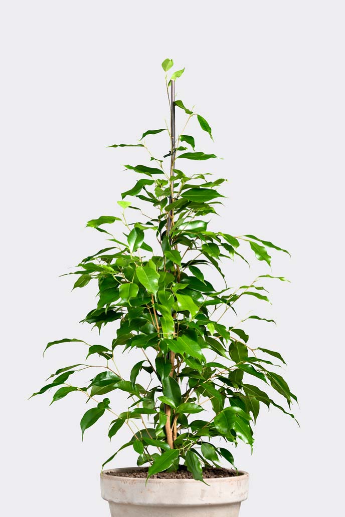 Ficus Benjamina Exotica in pot