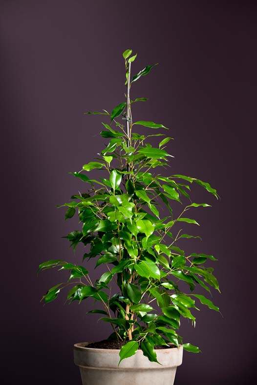 Ficus Benjamina Exotica kopen
