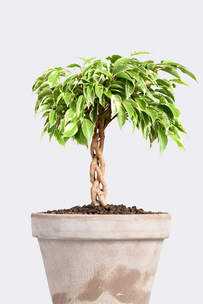 Ficus Bushy Prince in pot