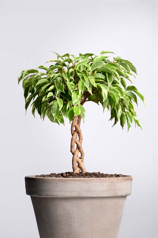 Ficus Bushy Prince kopen