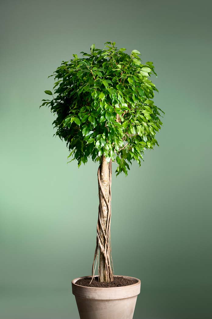 Ficus Nitida Compacta