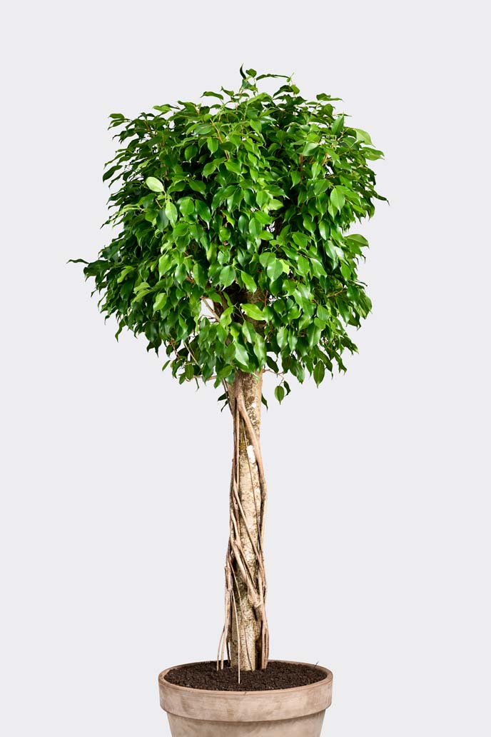 Ficus Nitida Compacta in pot