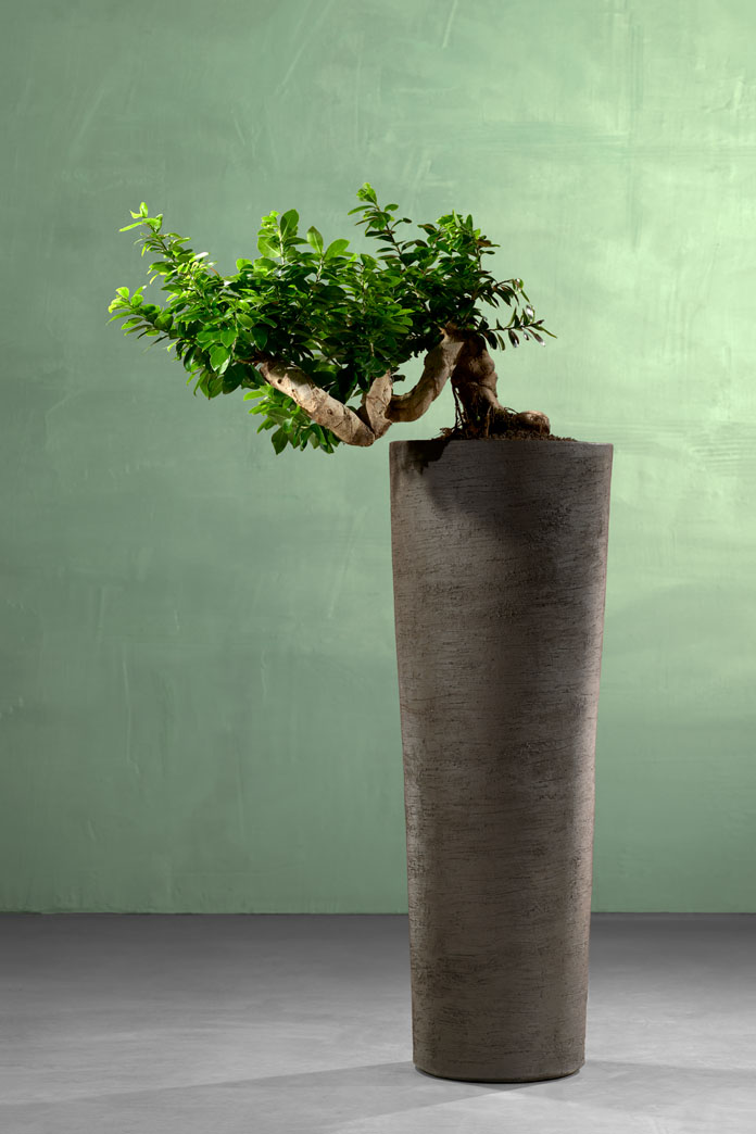 Ficus Microcarpa Compacta in Atelier Vierkant pot
