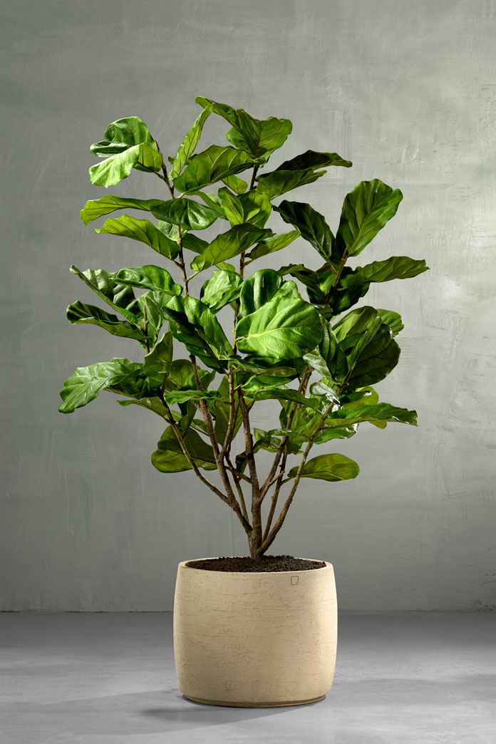 Ficus Lyrata Kunstplant in Atelier Vierkant pot